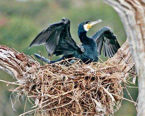 Great cormorant adult on nest by Lip Kee is licensed under CC BY-SA 2.0.